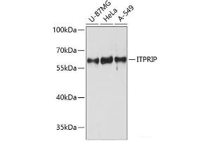 Western blot analysis of extracts of various cell lines using ITPRIP Polyclonal Antibody at dilution of 1:3000. (ITPRIP antibody)