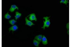 Immunofluorescence staining of A549 cells with ABIN7157890 at 1:50, counter-stained with DAPI. (LAMb4 antibody  (AA 1513-1761))