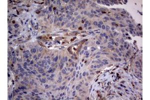 Image no. 5 for anti-Tuberous Sclerosis 1 (TSC1) (AA 836-1164) antibody (ABIN1491686) (TSC1 antibody  (AA 836-1164))