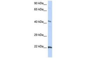 Image no. 1 for anti-Gap Junction Protein, gamma 1, 45kDa (GJC1) (C-Term) antibody (ABIN6742703) (GJC1 antibody  (C-Term))
