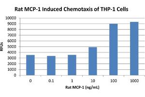 SDS-PAGE (SDS) image for Chemokine (C-C Motif) Ligand 2 (CCL2) protein (ABIN6699614)