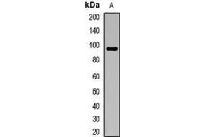 Western blot analysis of ATG9A expression in HT29 (A) whole cell lysates. (ATG9A antibody)