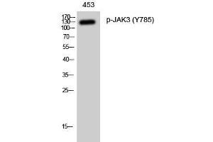 Western Blot analysis of 453 cells with Phospho-JAK3 (Tyr785) Polyclonal Antibody at dilution of 1:1000