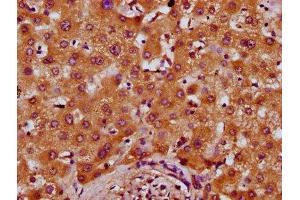 IHC image of ABIN7164796 diluted at 1:400 and staining in paraffin-embedded human liver tissue performed on a Leica BondTM system. (PREPL antibody  (AA 604-699))