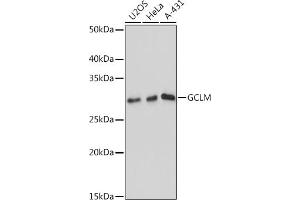 Western blot analysis of extracts of various cell lines, using GCLM antibody (ABIN7267425) at 1:1000 dilution. (GCLM antibody)