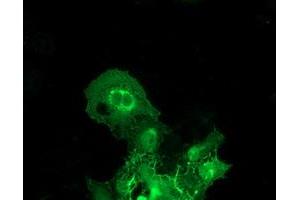 Anti-BAIAP2 mouse monoclonal antibody (ABIN2454636) immunofluorescent staining of COS7 cells transiently transfected by pCMV6-ENTRY BAIAP2 (RC214570). (BAIAP2 antibody)