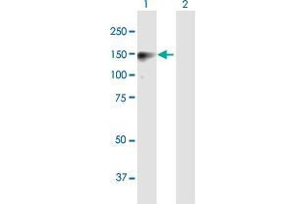 SAPS2 antibody  (AA 1-932)