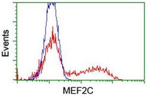 HEK293T cells transfected with either RC220584 overexpress plasmid (Red) or empty vector control plasmid (Blue) were immunostained by anti-MEF2C antibody (ABIN2454323), and then analyzed by flow cytometry. (MEF2C antibody)