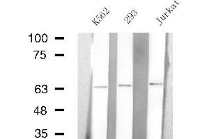 Western blot analysis of extracts from K562/293/Jurkat cells, using ARSE antibody.