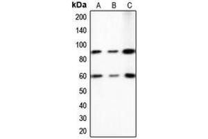 Western blot analysis of PE2 expression in A431 (A), HeLa (B), NIH3T3 (C) whole cell lysates. (ERF antibody  (C-Term))