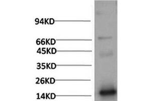 Western Blot analysis of Human Serum using TTR Monoclonal Antibody at dilution of 1:2000. (TTR antibody)