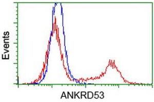 Flow Cytometry (FACS) image for anti-Ankyrin Repeat Domain 53 (ANKRD53) (AA 1-300) antibody (ABIN1490722) (ANKRD53 antibody  (AA 1-300))