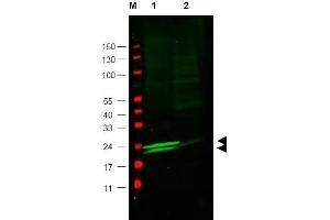Image no. 1 for anti-Myosin Light Chain 6, Alkali, Smooth Muscle and Non Muscle (MYL6) (AA 12-27) antibody (ABIN401347) (MYL6 antibody  (AA 12-27))