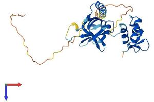 RPA2 Protein (AA 1-270) (His tag)