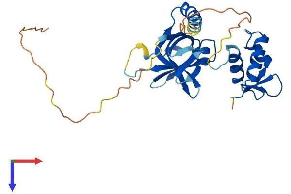 RPA2 Protein (AA 1-270) (His tag)