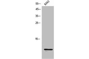 Western Blot analysis of K562 cells using MIP-1b Polyclonal Antibody