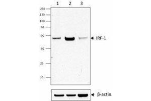 Western Blotting (WB) image for anti-Interferon Regulatory Factor 1 (IRF1) antibody (ABIN2666257) (IRF1 antibody)