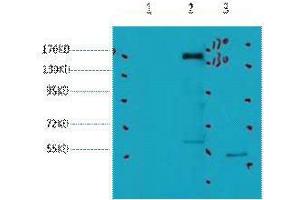 Western Blot (WB) analysis of 1) HeLa, 2) 293, 3) Jurkat, diluted at 1:2000.
