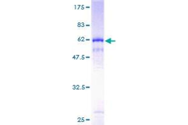 PKD1L2 Protein (AA 1-306) (GST tag)