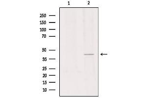 GPR34 antibody  (C-Term)