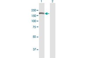 Western Blot analysis of ALS2 expression in transfected 293T cell line by ALS2 MaxPab polyclonal antibody. (ALS2 antibody  (AA 1-1237))
