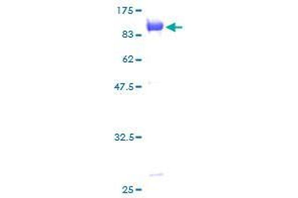 Ubiquilin 1 Protein (UBQLN1) (AA 1-589) (GST tag)