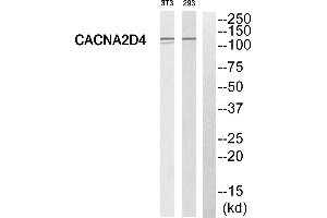 Western blot analysis of extracts from 293 cells and 3T3 cells, using CACNA2D4 antibody.