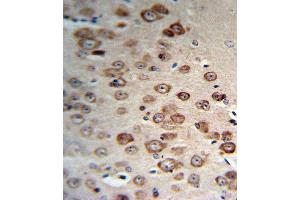 PCSK9 Antibody (N-term) (R) IHC analysis in formalin fixed and paraffin embedded human brain tissue followed by peroxidase conjugation of the secondary antibody and DAB staining. (PCSK9 antibody  (N-Term))