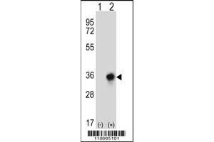 Western blot analysis of CBR3 using rabbit polyclonal CBR3 Antibody using 293 cell lysates (2 ug/lane) either nontransfected (Lane 1) or transiently transfected (Lane 2) with the CBR3 gene.