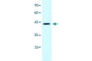 Western Blot analysis of Daudi cell lysate with CCRN4L polyclonal antibody  at 1-2 ug/mL working concentration. (CCRN4L antibody  (N-Term))
