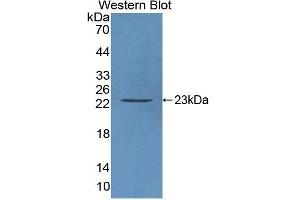 Western Blotting (WB) image for anti-Caspase 3 (CASP3) (AA 29-175) antibody (ABIN1077911)