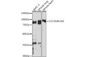 Western blot analysis of extracts of various cell lines, using CD239/BCAM Rabbit mAb (ABIN7265828) at 1:1000 dilution. (BCAM antibody)