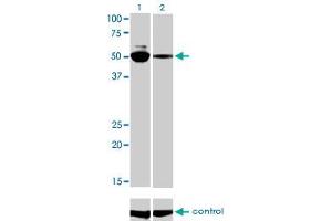 Western blot analysis of MYCN over-expressed 293 cell line, cotransfected with MYCN Validated Chimera RNAi (Lane 2) or non-transfected control (Lane 1).