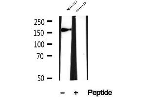 Myosin XVIIIA antibody  (Internal Region)