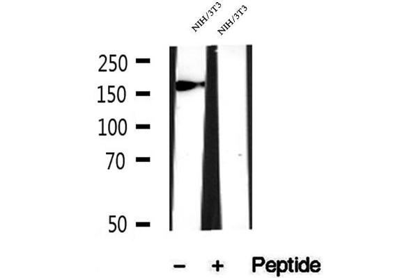 Myosin XVIIIA antibody  (Internal Region)