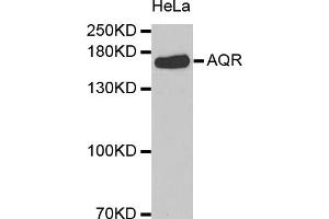 Western blot analysis of extracts of HeLa cells, using AQR antibody (ABIN5973580). (AQR antibody)