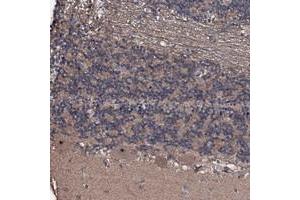 Immunohistochemical staining of human cerebellum with SUPT7L polyclonal antibody  shows distinct nucleolar positivity in purkinje cells at 1:200-1:500 dilution. (SUPT7L antibody)