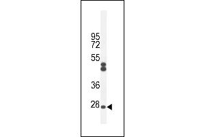 C Antibody (Center) (ABIN654951 and ABIN2844592) western blot analysis in CHO cell line lysates (35 μg/lane). (C6ORF62 antibody  (AA 118-147))
