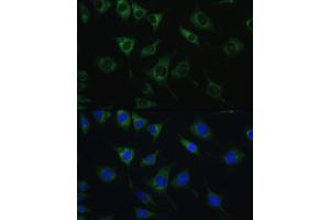 Immunofluorescence analysis of L929 cells using SRPRB antibody (ABIN6132685, ABIN6148459, ABIN6148460 and ABIN6214895) at dilution of 1:100. (SRPRB antibody  (AA 57-271))