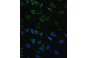 Immunofluorescence analysis of L929 cells using SRPRB antibody (ABIN6132685, ABIN6148459, ABIN6148460 and ABIN6214895) at dilution of 1:100. (SRPRB antibody  (AA 57-271))