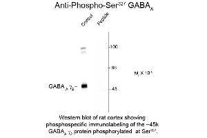 Western Blot of Anti-GABA(A) Receptor gamma 2 pS327 (Rabbit) Antibody - 612-401-D52 Western Blot of Rabbit Anti-GABA(A) Receptor gamma 2 pS327 antibody. (GABRG2 antibody  (pSer327))