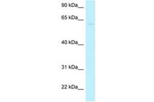 Image no. 1 for anti-Coiled-Coil Domain Containing 105 (CCDC105) (AA 253-302) antibody (ABIN6747877) (CCDC105 antibody  (AA 253-302))