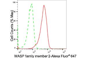 Flow cytometric analysis of WASP family member 2 expression in HAP-1 cells using WASP family member 2 antibody (ABIN7800985), 1:2,000). (Recombinant WASF2 antibody)