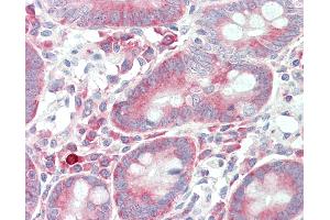 Anti-CASKIN1 antibody IHC staining of human small intestine. (CASKIN1 antibody  (Internal Region))