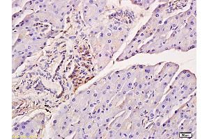 Formalin-fixed and paraffin embedded mouse pancreas tissue labeled with Anti-Phospho-IRF7 (Ser471/472) Polyclonal Antibody, Unconjugated (ABIN742703) at 1:200 followed by conjugation to the secondary antibody and DAB staining (IRF7 antibody  (pSer471, pSer472))