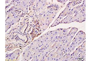 Formalin-fixed and paraffin embedded mouse pancreas tissue labeled with Anti-Phospho-IRF7 (Ser471/472) Polyclonal Antibody, Unconjugated (ABIN742703) at 1:200 followed by conjugation to the secondary antibody and DAB staining (IRF7 antibody  (pSer471, pSer472))