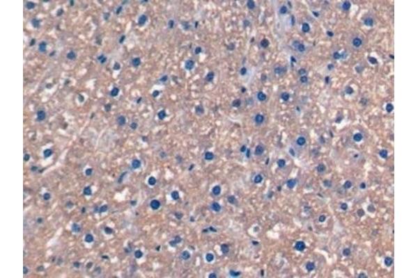 FGF15 antibody  (AA 25-218)