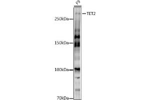 Western blot analysis of extracts of F9 cells, using TET2 antibody (ABIN7270780) at 1:1000 dilution. (TET2 antibody)