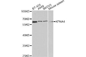 Western blot analysis of extracts of various cell lines, using KPNA4 antibody. (KPNA4 antibody)