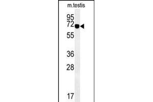 Western blot analysis of ZBTB5 Antibody (N-term) (ABIN651495 and ABIN2840267) in mouse testis tissue lysates (35 μg/lane).